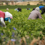 IMPARARE DAGLI ERRORI: SFRUTTAMENTO LAVORATIVO IN AGRICOLTURA: SICUREZZA, CONTRASTO E DIFFICOLTÀ